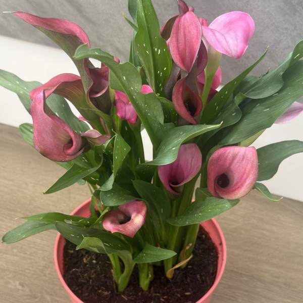 Velvet Romance Calla Garden