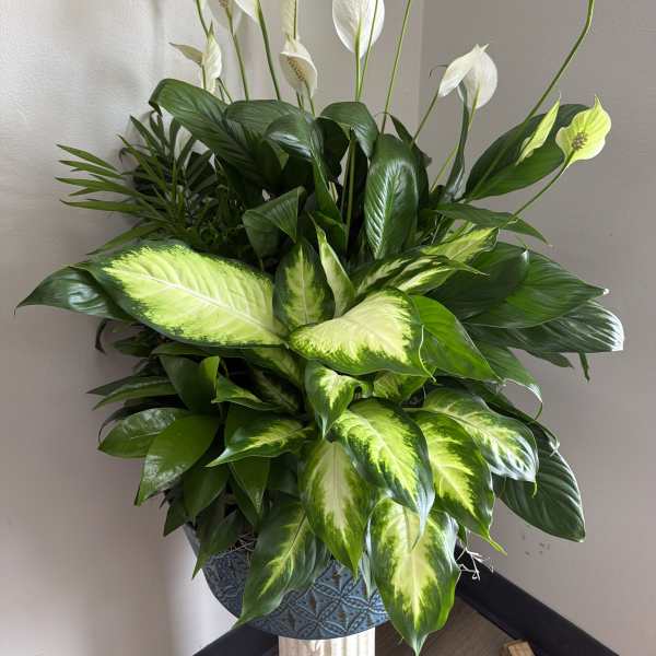 Large potted arrangement of white peace lilies and variegated green foliage
