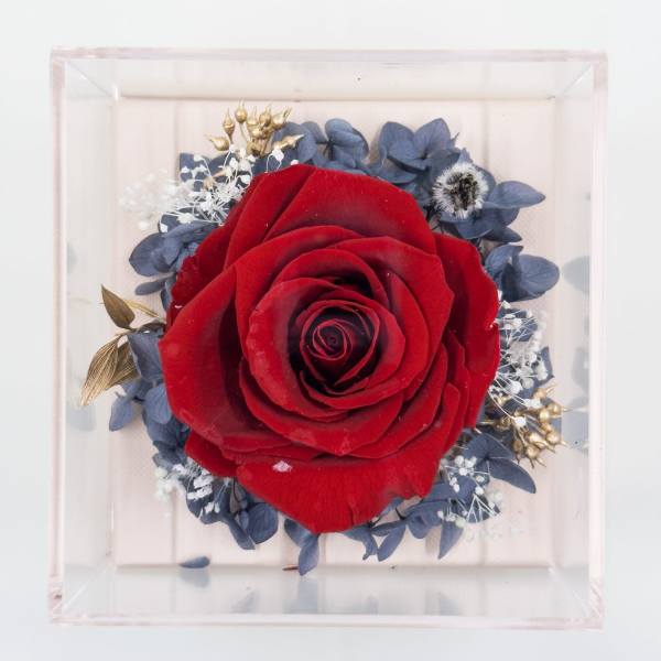 Single red rose in a clear square box with blue dried flowers