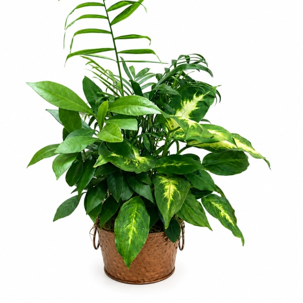 Potted green houseplant arrangement in a copper-toned container