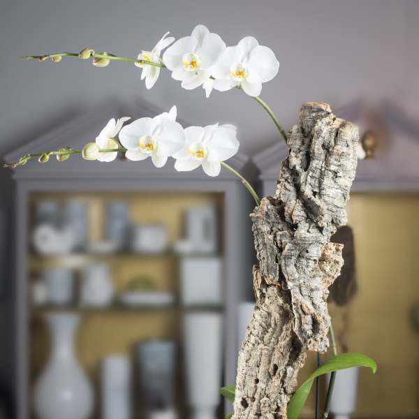 White orchid blooms on a bark-mounted plant in a black pot