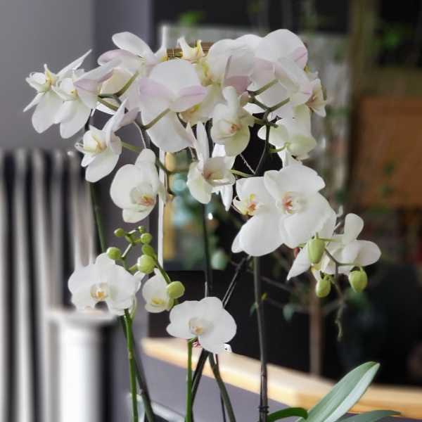 White orchid plant in a square white pot with moss