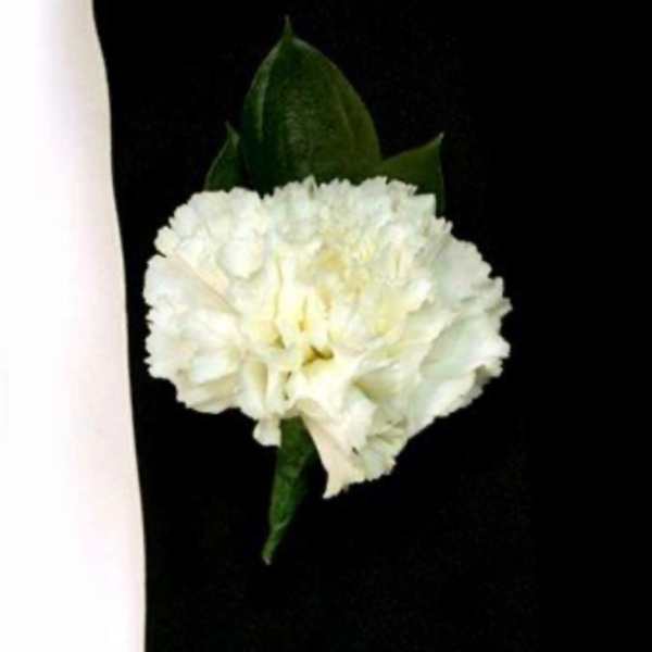 White carnation boutonniere with green leaves on a black background