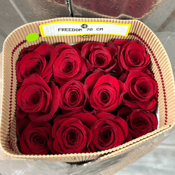 RED BUNDLE