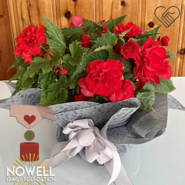 Red flowering plant bouquet wrapped in gray paper with a pale ribbon