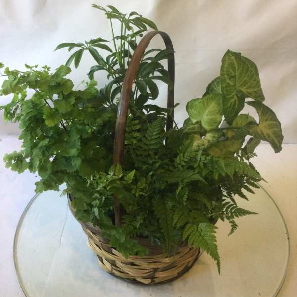 Basket of Love Plant Basket