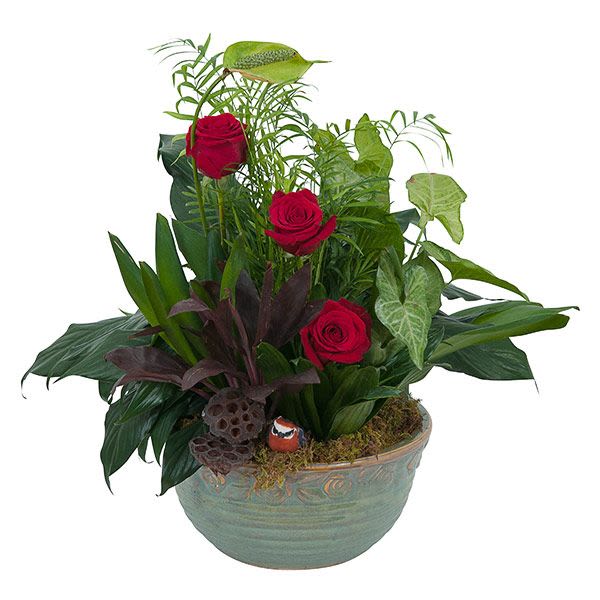 Dish garden of assorted green plants with three red roses in a green ceramic bowl