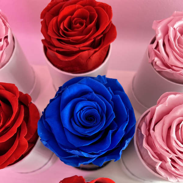 Top view of red, pink, and one blue rose displayed individually in small white cylinders