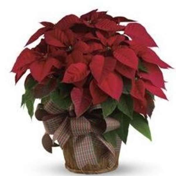 Red poinsettia plant in a woven basket with a plaid bow