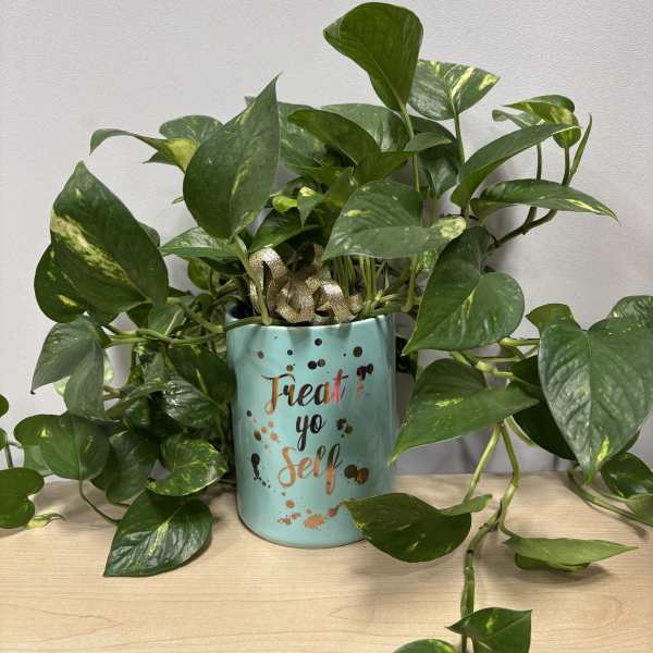 Potted pothos plant in a turquoise container with "Treat yo self" text