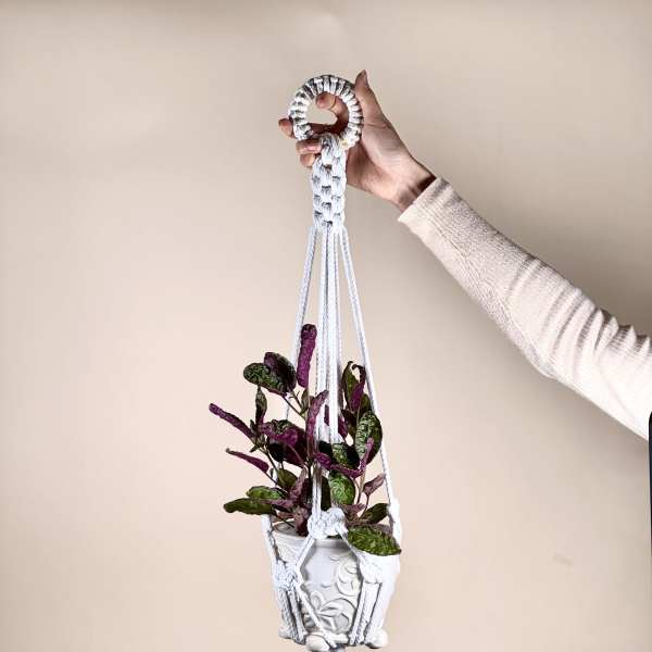 Hanging potted plant in a white macrame hanger