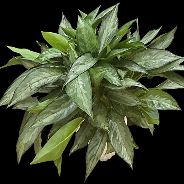 Dense green potted plant with variegated pointed leaves