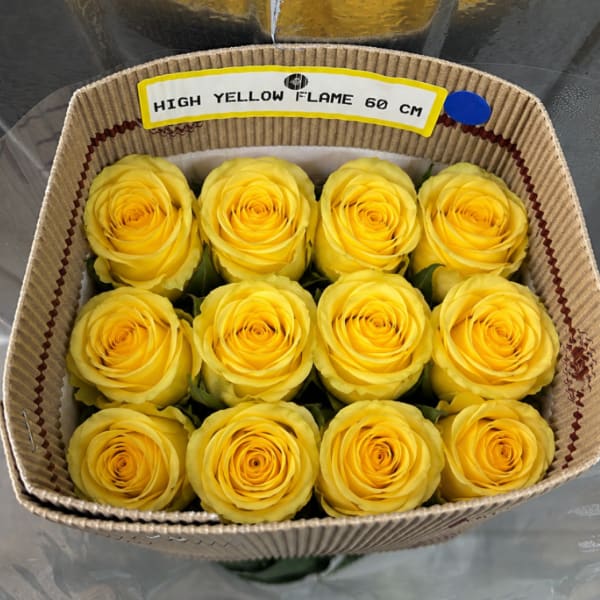 YELLOW BUNDLE