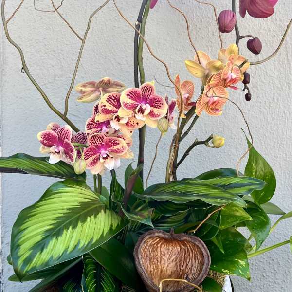 Colorful Orchid Garden