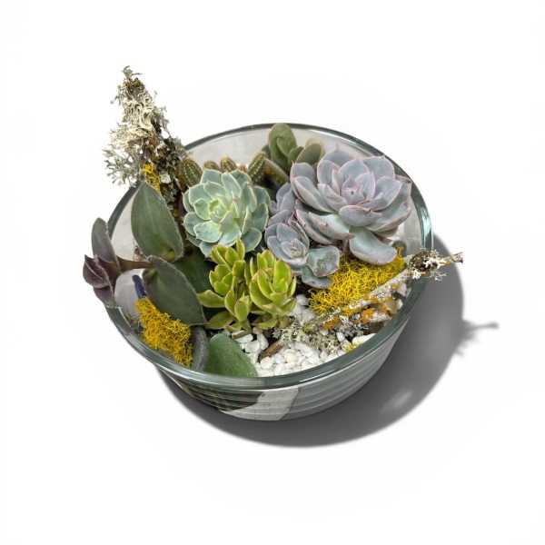 Succulent Dish Garden