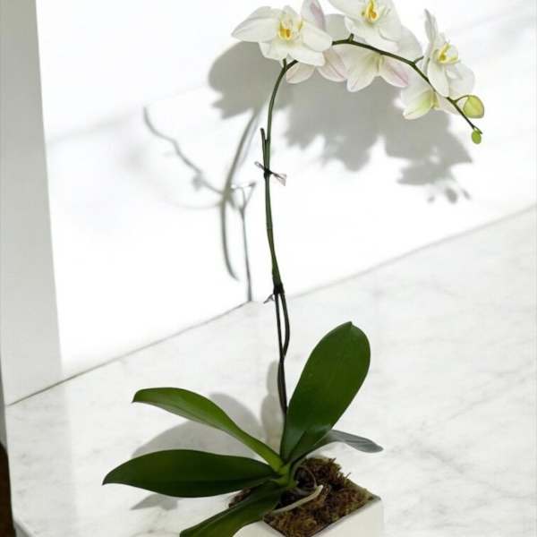 White orchid plant in a square white pot