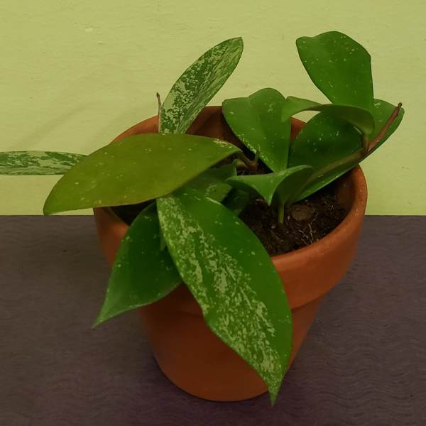 Potted green houseplant with broad variegated leaves in a terracotta pot