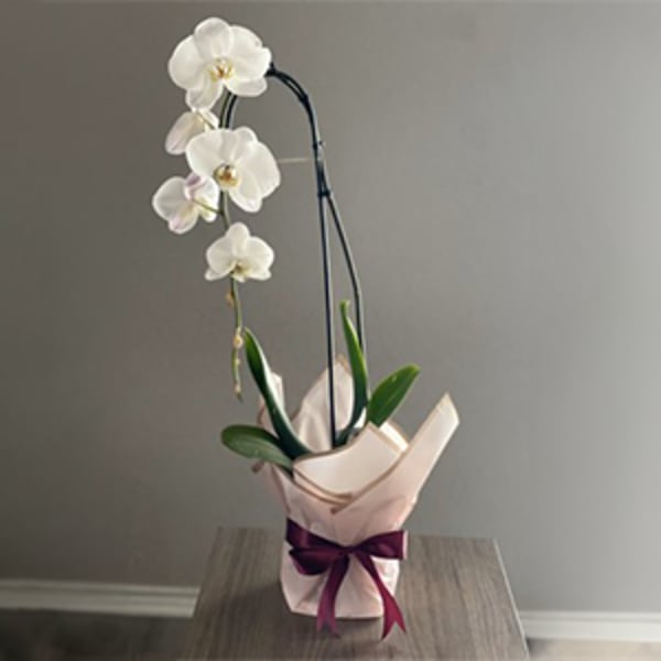 White orchid plant in a wrapped pot with a purple ribbon