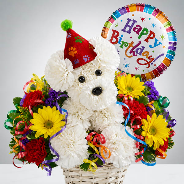 Birthday Celebration Pup