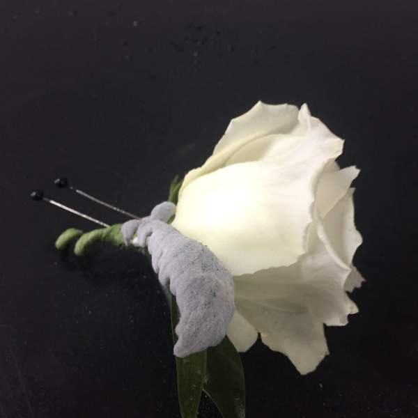 White rose boutonniere with a gray ribbon wrap and pins on a black background