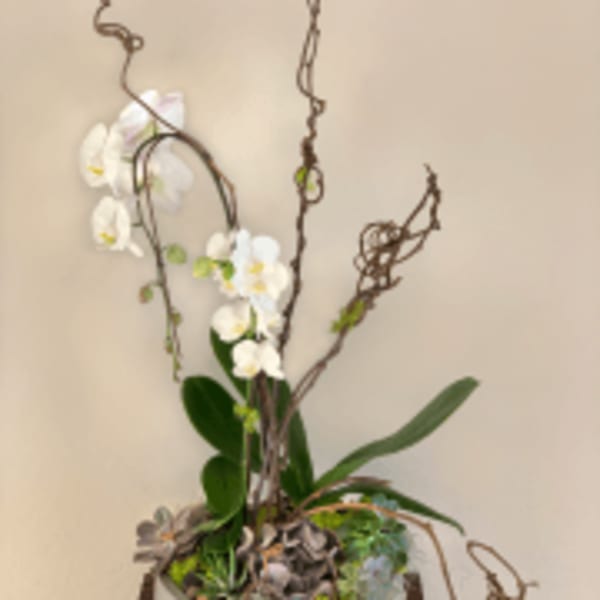 White orchid arrangement with twisted branches in a container