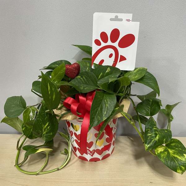 Potted pothos plant in a heart-themed gift container with a red ribbon