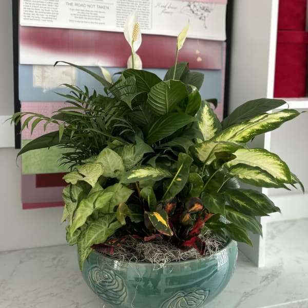 Potted green plant arrangement in a teal ceramic bowl