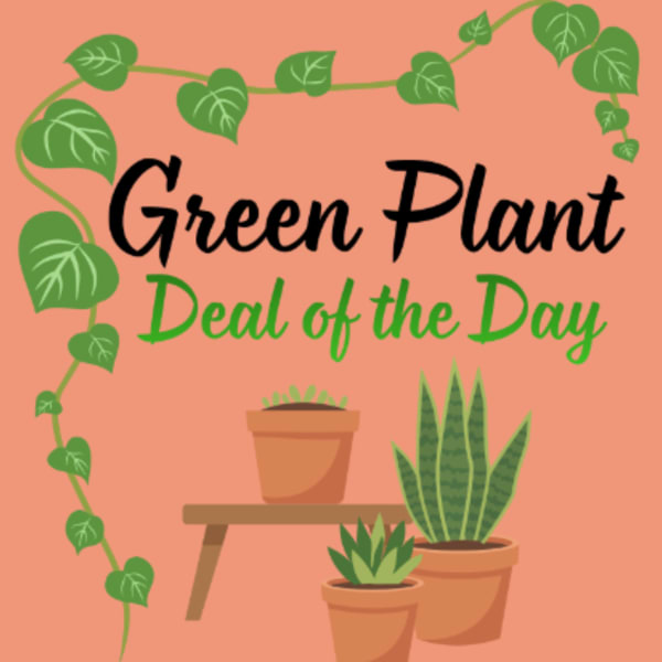 Green Plant - Deal of the Day