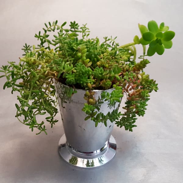 Potted succulent arrangement in a silver metal container