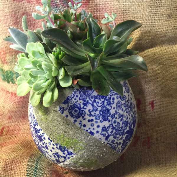 Succulent arrangement in a patterned ceramic pot