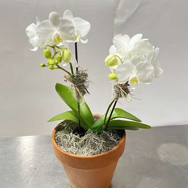Potted white orchid plant with two blooming stems in a terracotta pot
