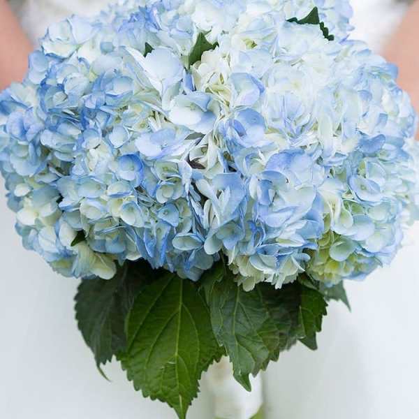 Blue and white hydrangea bouquet with green leaves