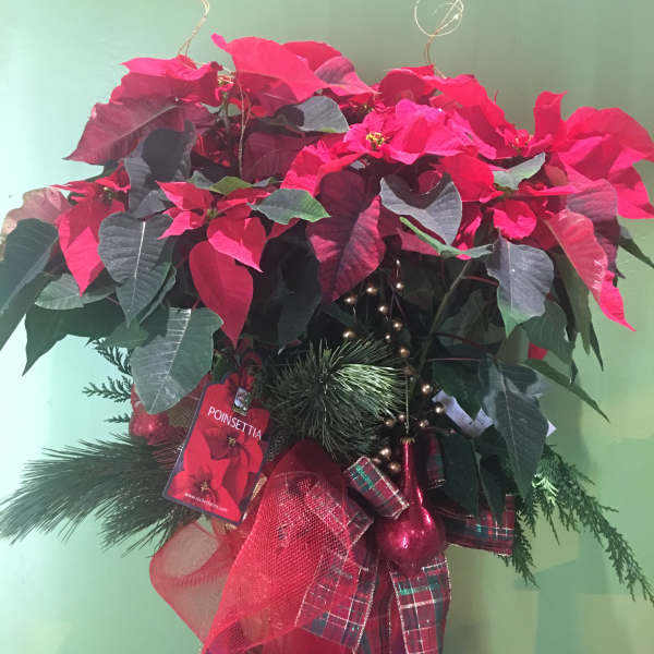 Poinsettia arrangement with red blooms and holiday ribbon