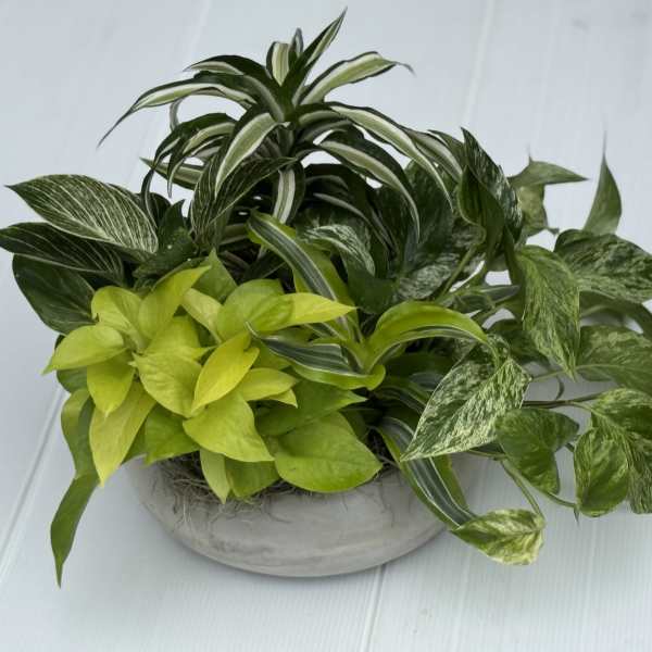 Mixed potted houseplants in a shallow white bowl