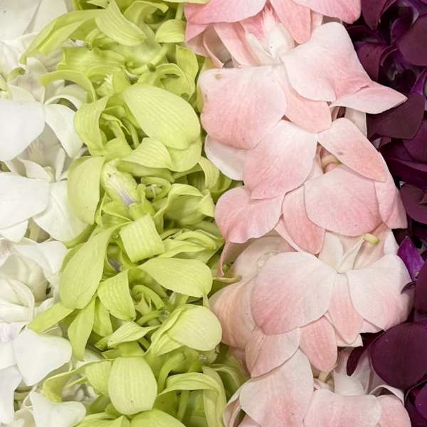Double Orchid Lei - Designer's Choice