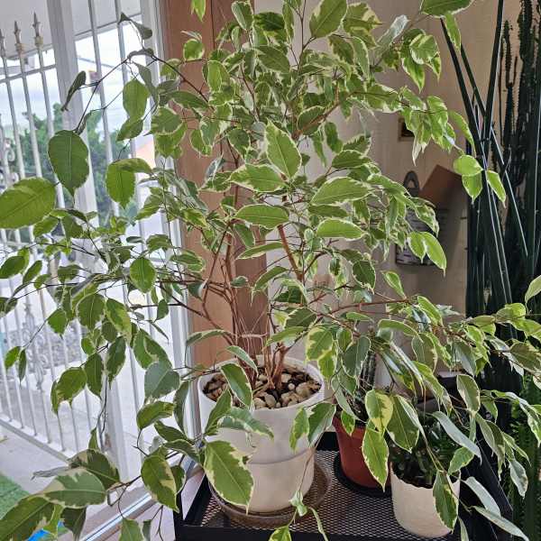 Varigated ficus