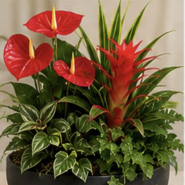 TROPICAL ESCAPE DISHGARDEN