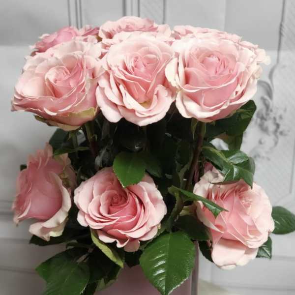 Pink roses arranged in a square glass vase with dark green leaves