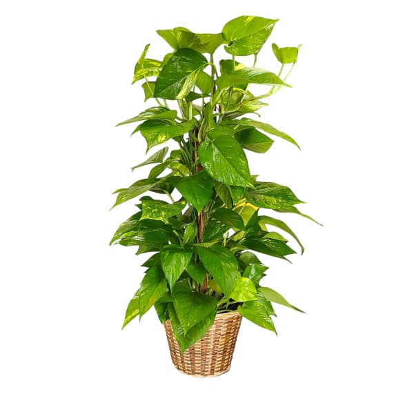 Potted green houseplant in a woven basket planter