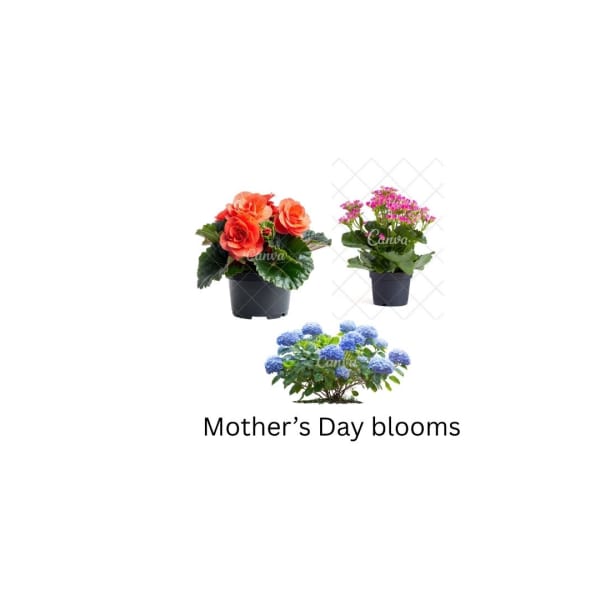 Mother's Day Blooms