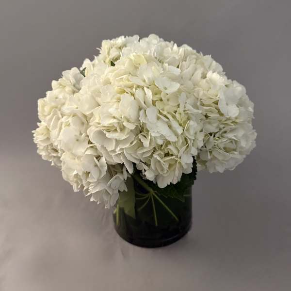 Summer Collection Hydrangeas.