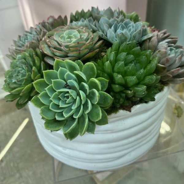 White bowl filled with assorted green succulents