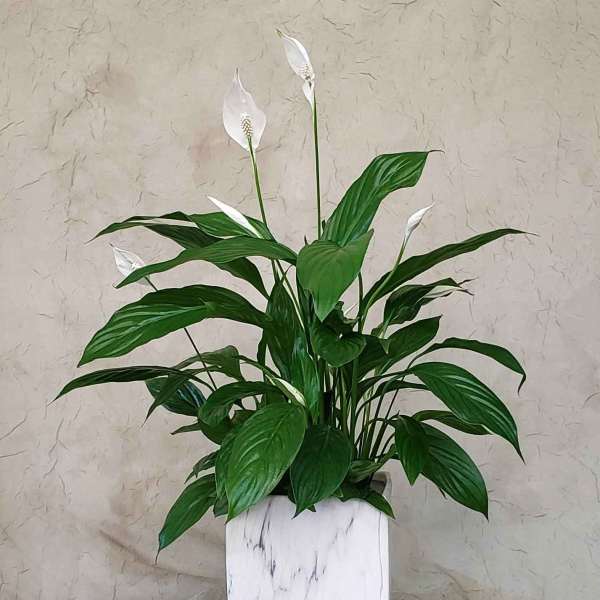 White peace lilies in a white square planter