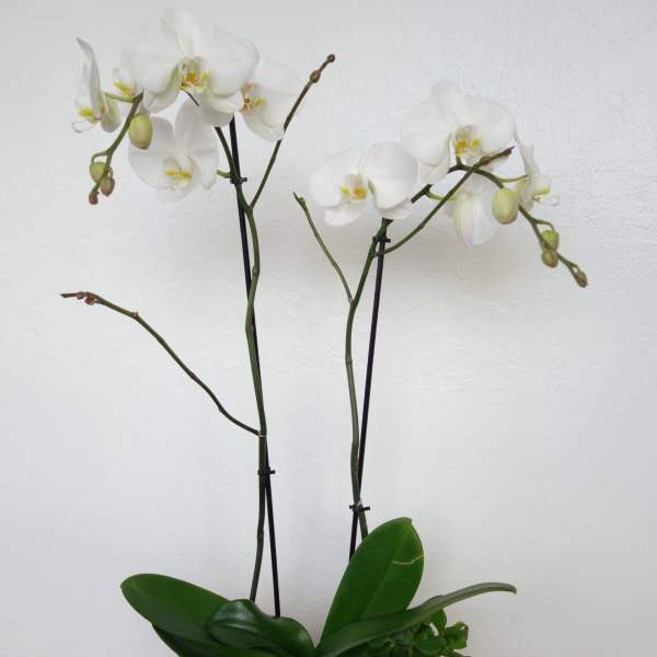 White orchids in a rectangular wooden planter with succulents