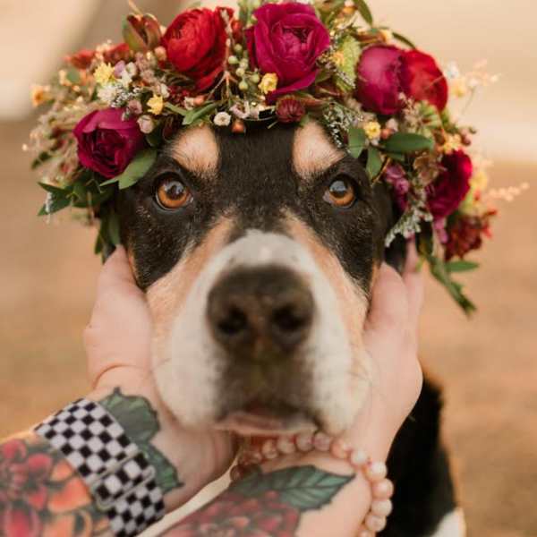 Dog wearing a floral crown of red and pink roses