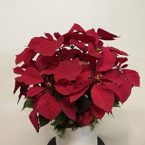Potted red poinsettia in a white container