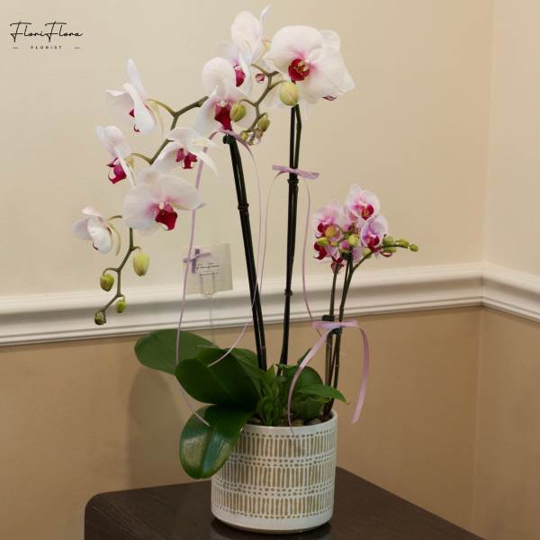White and pink orchids in a patterned ceramic pot