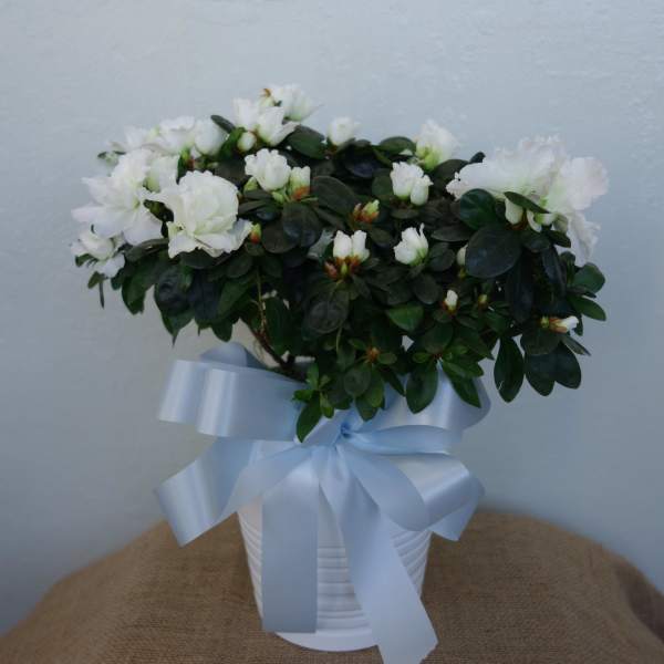 White flowers in a white pot with a pale blue ribbon
