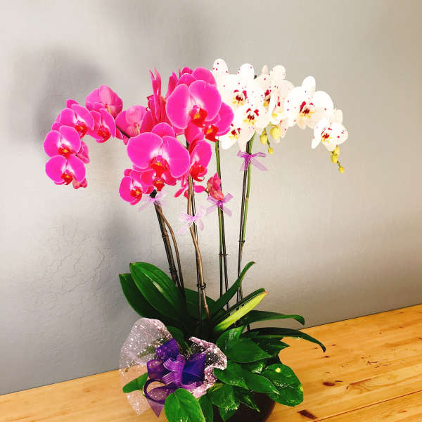 Potted orchids with bright pink and white blooms on a table