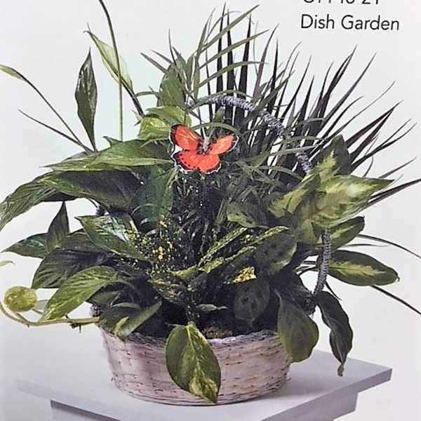 Dish garden in a woven basket with assorted green plants and a butterfly pick
